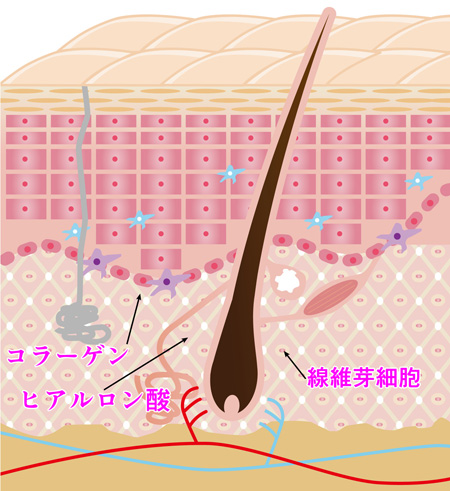 弾力がある肌の断面図（イメージ）