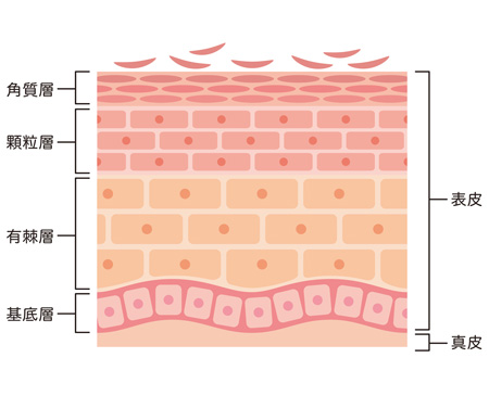 皮膚の断面図の画像