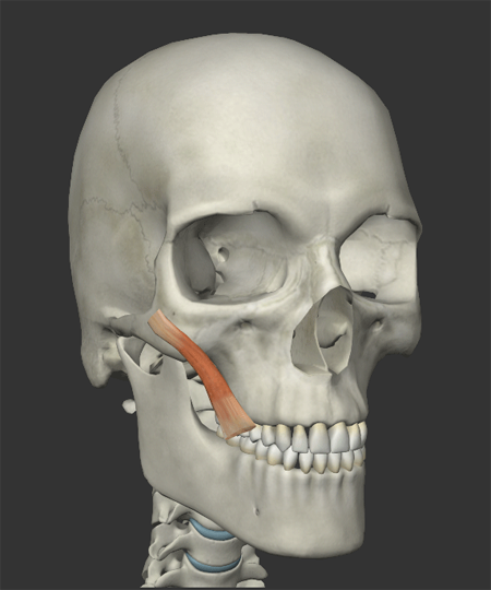頬の筋肉の画像1
