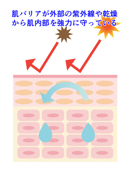 肌のバリア機能の画像