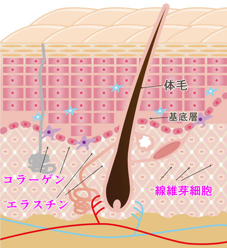 コラーゲンとエラスチンと線維芽細胞の画像