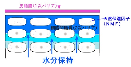 皮膚の水分保持の画像