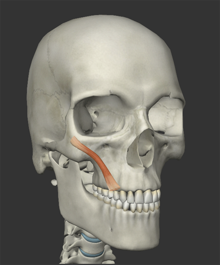頬の筋肉の画像2