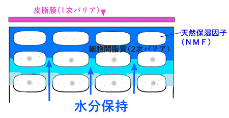 肌の水分保持の説明画像