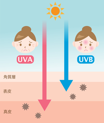 顔のたるみを引き起こす紫外線のイメージ画像