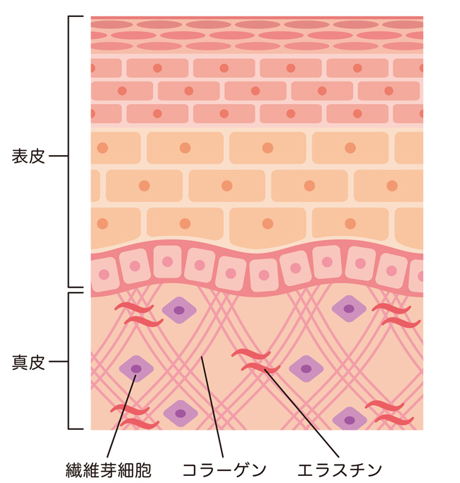 皮膚の構造の画像