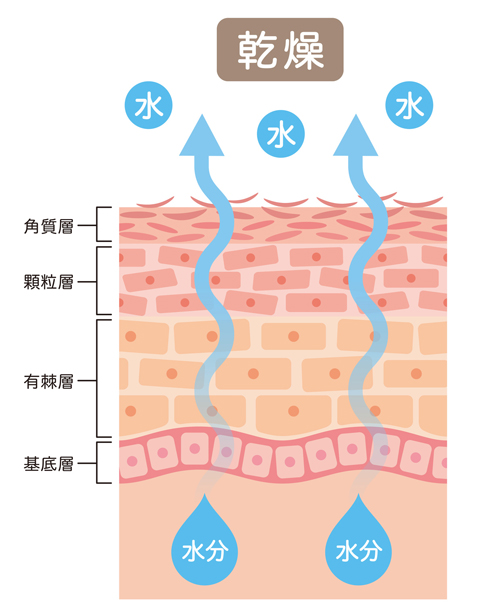 肌のバリア機能の画像