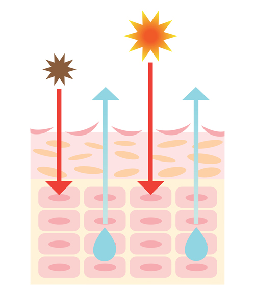 乾燥肌は紫外線に弱い説明画像