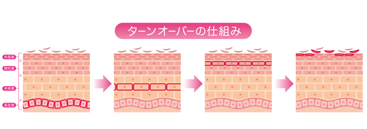 肌のターンオーバーの図解画像