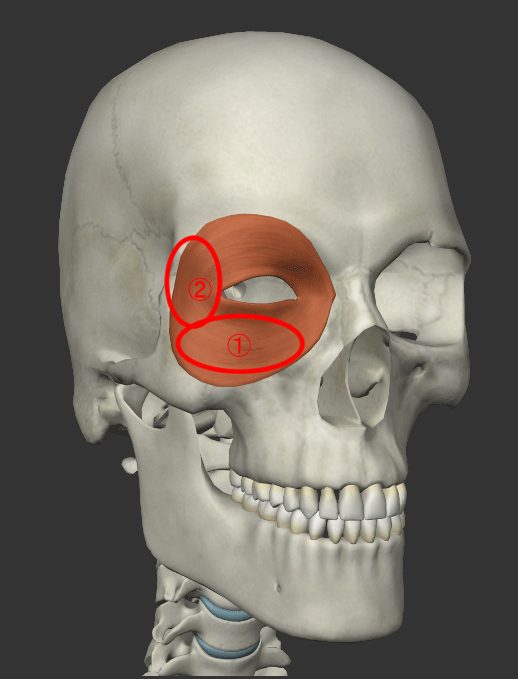 眼輪筋トレーニングで鍛えられる場所
