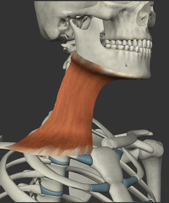 広頚筋の画像