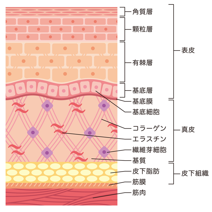 皮膚の構造のイメージ画像