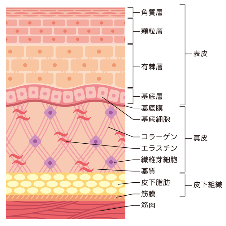 肌の断面図