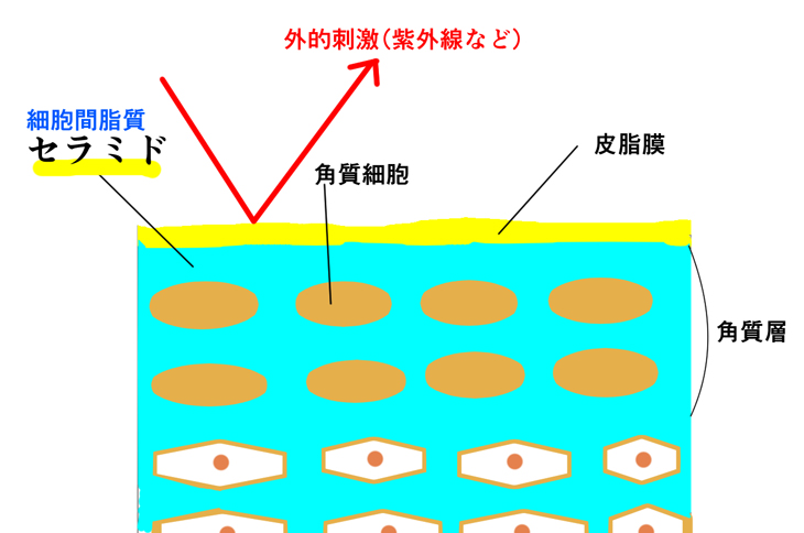 セラミドのイメージ画像