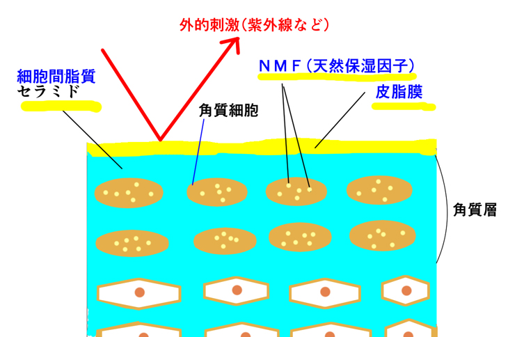 肌バリアの紹介