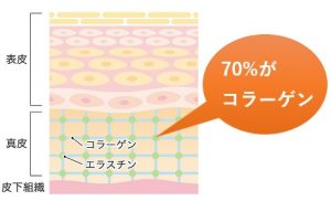 真皮の70％はコラーゲン